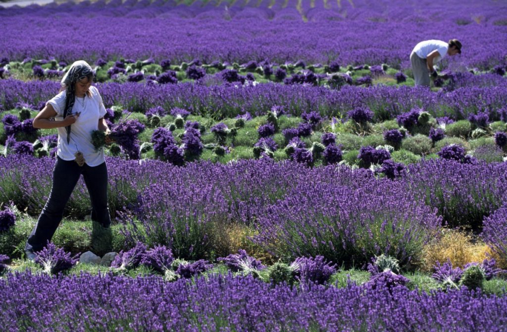 <p>Campo de lavanda</p>
