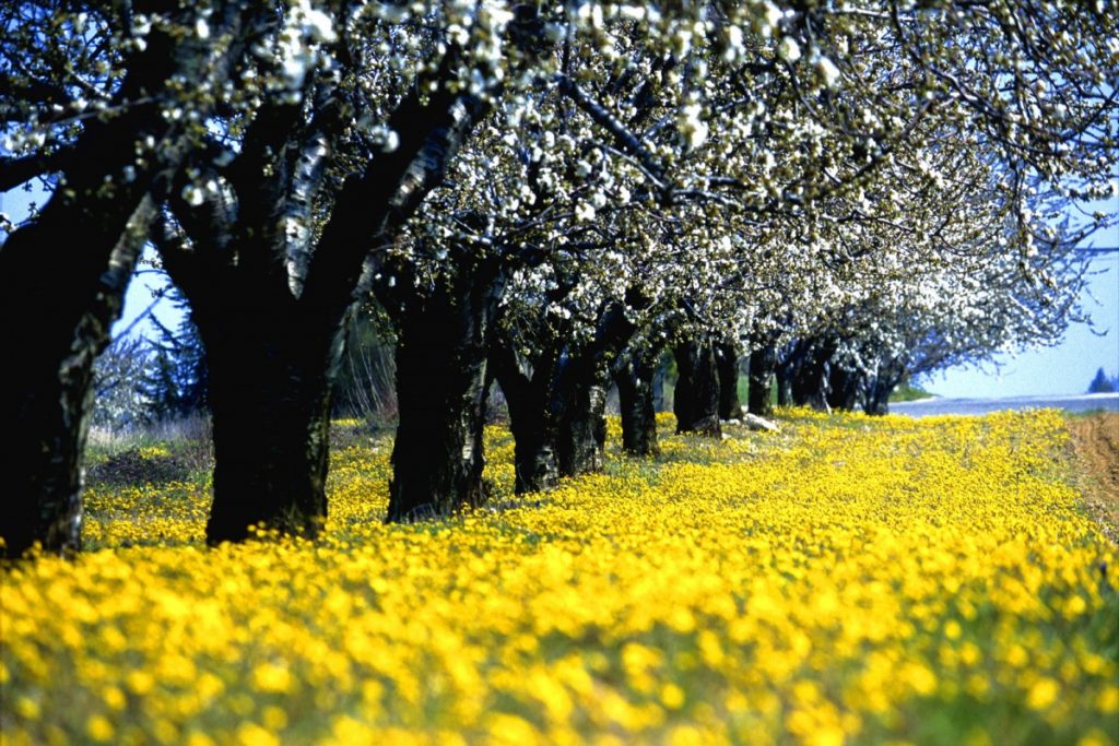 <p>Paisagem da Provence</p>
