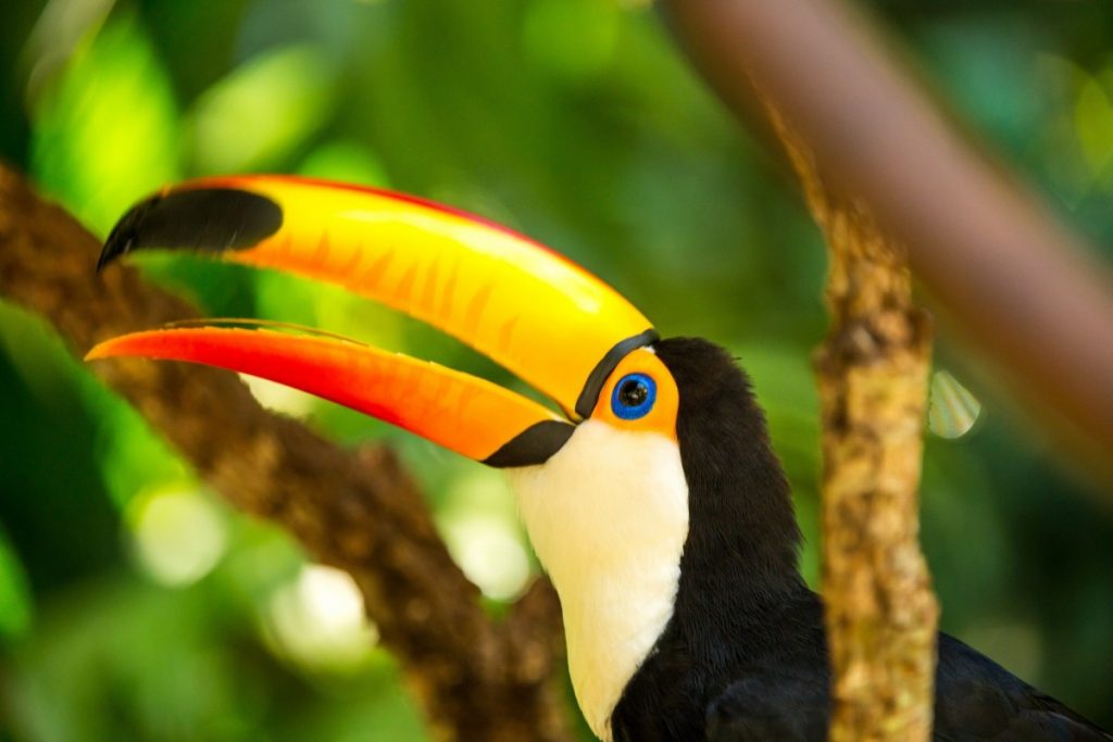 <p>Tucano no Parque das Aves</p>
