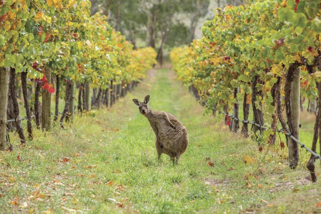 <p>Canguru em Adelaide</p>
