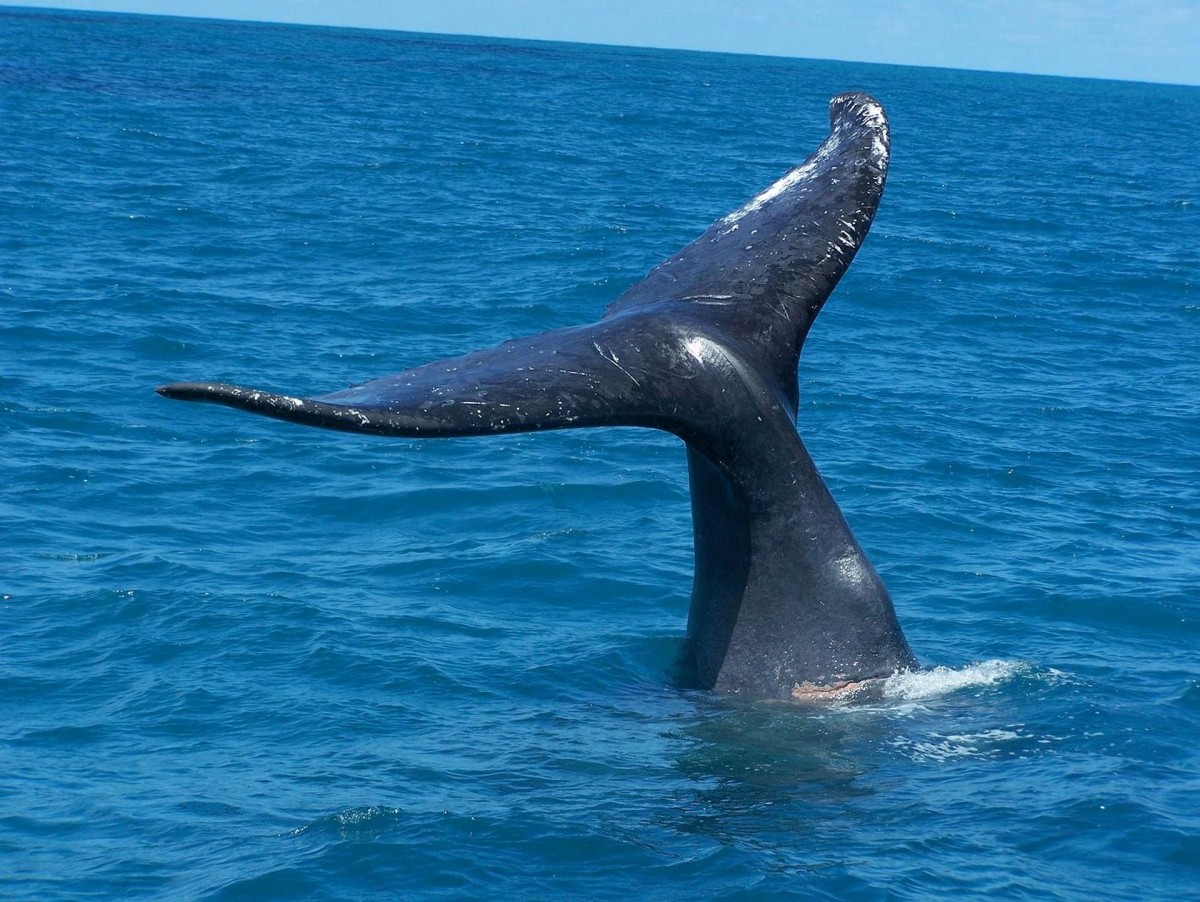 Começa a temporada de observação de baleias na Bahia