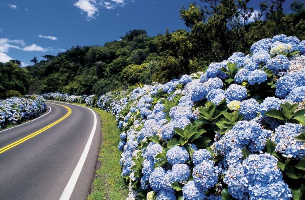 <p>Hortênsias em estrada de Gramado</p>
