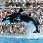 SeaWorld Orlando vai fazer transmissões ao vivo para fãs brasileiros