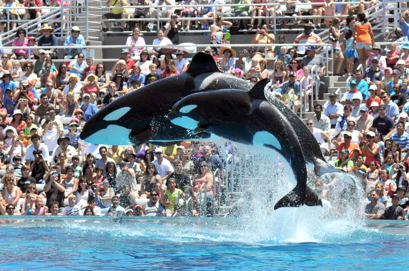 SeaWorld Orlando vai fazer transmissões ao vivo para fãs brasileiros