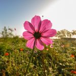 Destinos floridos para curtir a primavera no Brasil