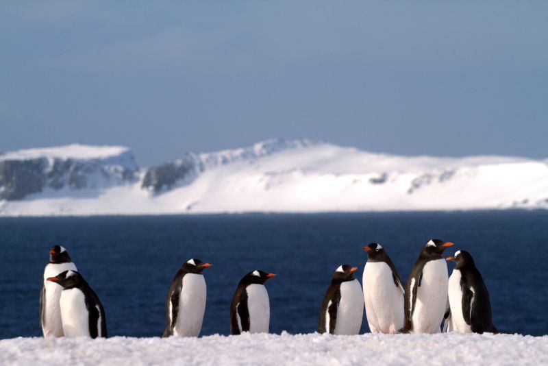 Saiba como é uma viagem turística à Antártica