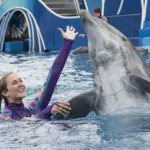 SeaWorld Orlando terá nova apresentação com golfinhos