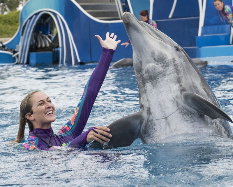 SeaWorld Orlando terá nova apresentação com golfinhos