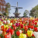 Maior jardim de tulipas do mundo, Keukenhof tem nova temporada