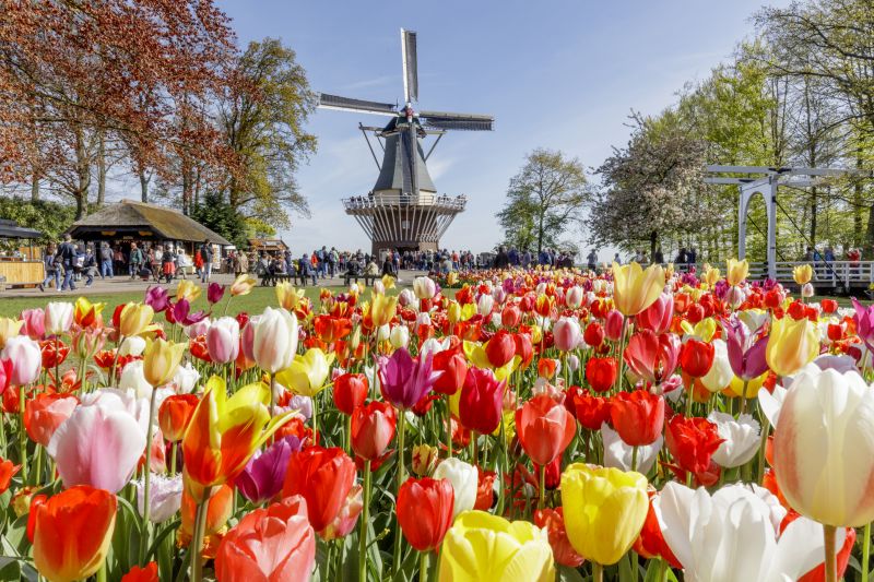 Maior jardim de tulipas do mundo, Keukenhof tem nova temporada