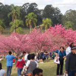 São Roque recebe Festival das Cerejeiras no final de semana