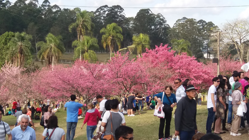 São Roque recebe Festival das Cerejeiras no final de semana