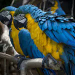 Foz do Iguaçu: Parque das Aves inaugura Sala de Filhotes