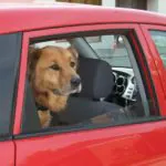 Dicas para viajar de carro com o pet