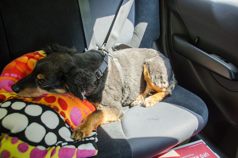 Viajar de carro com o pet: cachorro com cinto de segurança especial