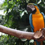 Passeio de barco e Parque das Aves em Foz do Iguaçu