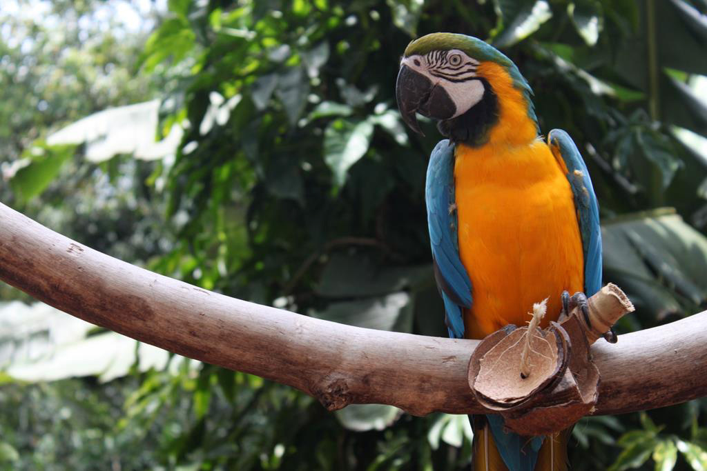 Passeio de barco e Parque das Aves em Foz do Iguaçu