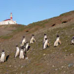 Dobre a ponta da América do Sul e veja pinguins na Patagônia