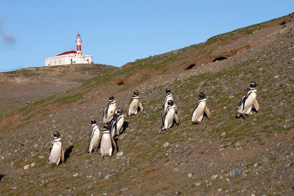 Dobre a ponta da América do Sul e veja pinguins na Patagônia