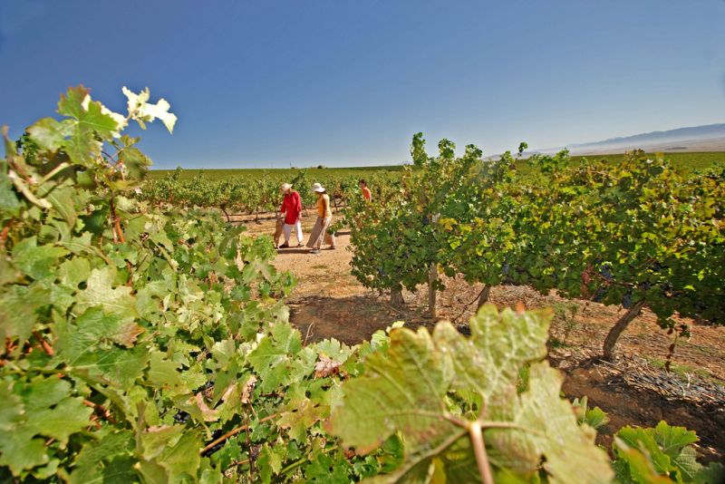 Os melhores lugares do mundo para tomar bons vinhos