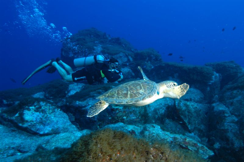 Mergulho de batismo com tartaruga em Fernando de Noronha, em Pernambuco