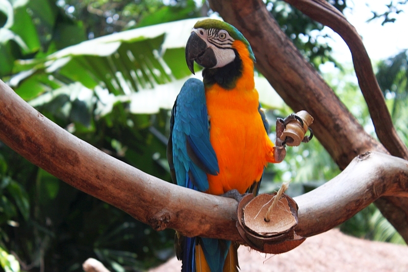 Encontro com as araras é novidade no Parque das Aves