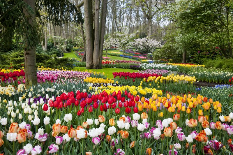 Keukenhof, parque de flores da Holanda