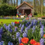 9 curiosidades do Keukenhof, parque de flores da Holanda