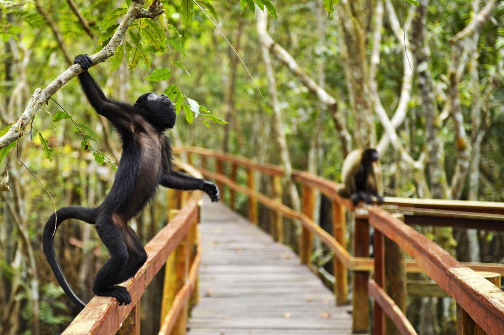 Turismo sustentável é atração na Amazônia