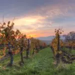 Chile conta com rota do vinho para os amantes da bebida