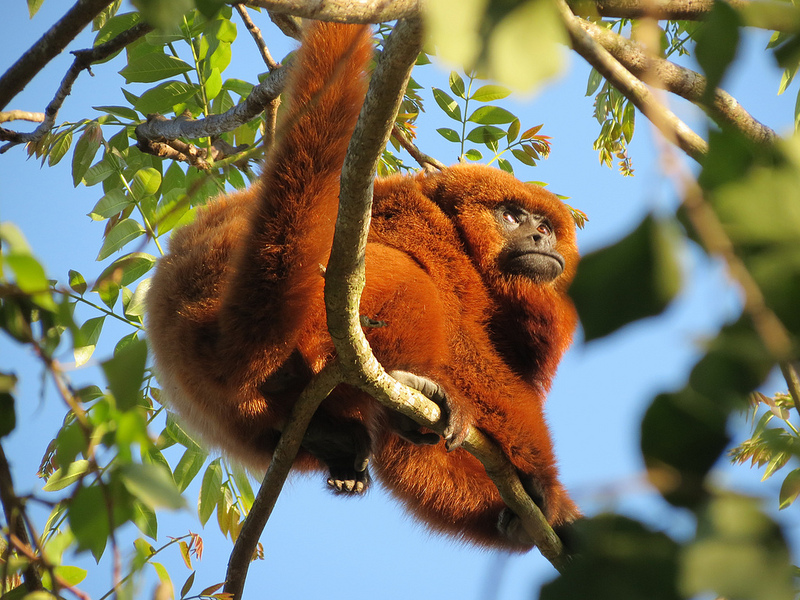 Zoológico de São Paulo 