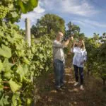 Festa do Vinho agita a Ilha da Madeira, em Portugal