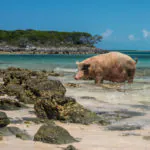 Cinco praias inusitadas para fugir do óbvio