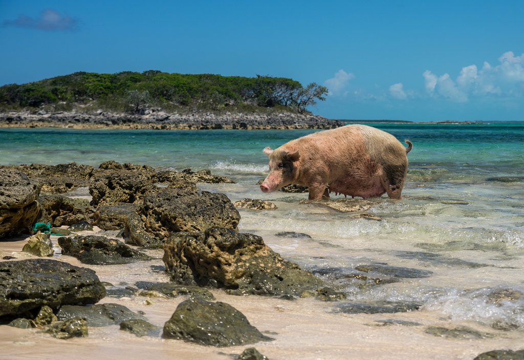 Cinco praias inusitadas para fugir do óbvio