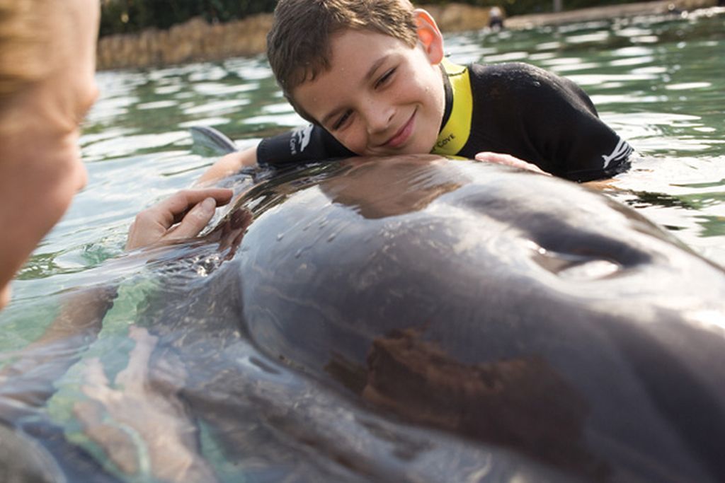 Nado gratuito com golfinho no Discovery Cove, do SeaWorld Orlando