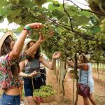 Vinícola em São Roque promove vindima