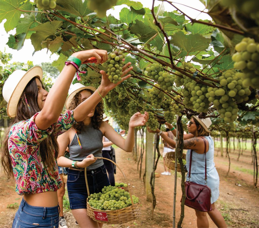 Vinícola em São Roque promove vindima