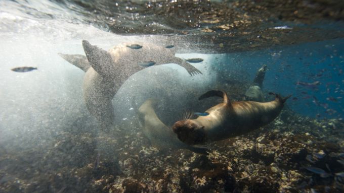 Focas em Galápagos