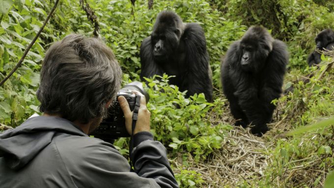 Fotografando gorilas