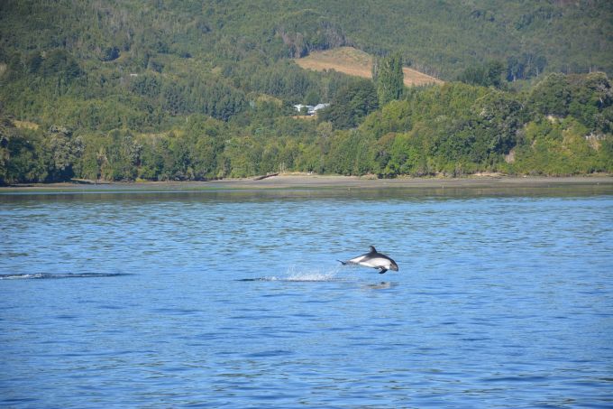 toninas Chiloe