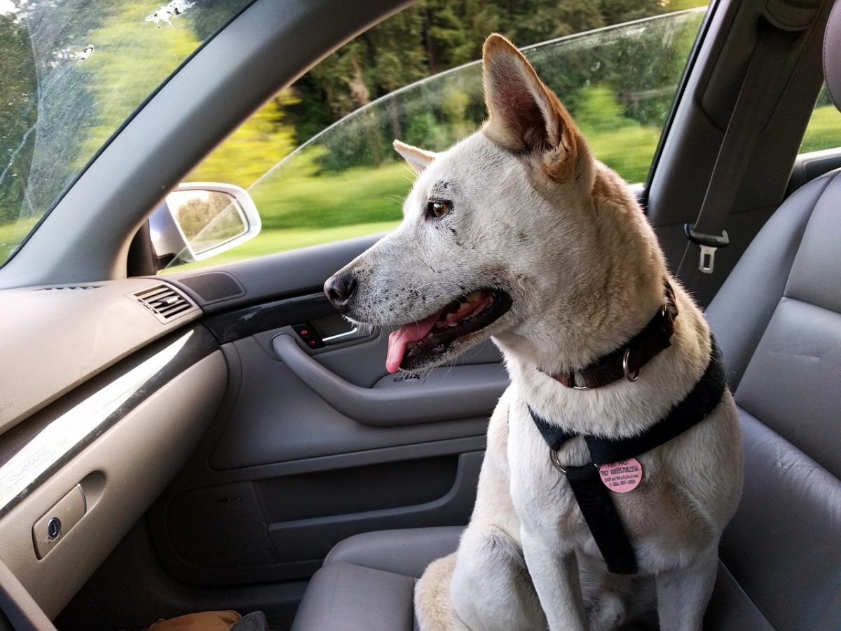 Vai viajar de carro com o pet? Veja dicas para transportá-lo seguramente