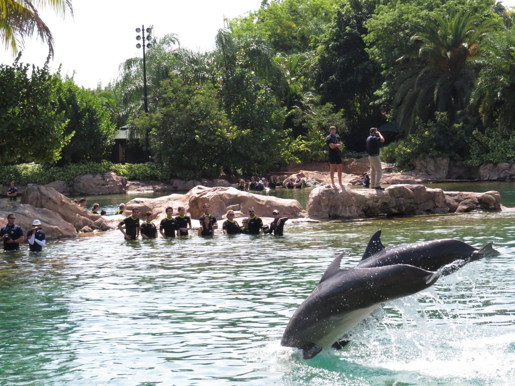 Atrações no Discovery Cove | <a href="https://www.flickr.com/photos/paintballphotos/17106494779/">M. Carter Brown</a> on <a href="https://visualhunt.com">Visualhunt</a> / <a href="http://creativecommons.org/licenses/by/2.0/"> CC BY</a>