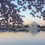 Álbum: o lindo espetáculo das cerejeiras em Washington