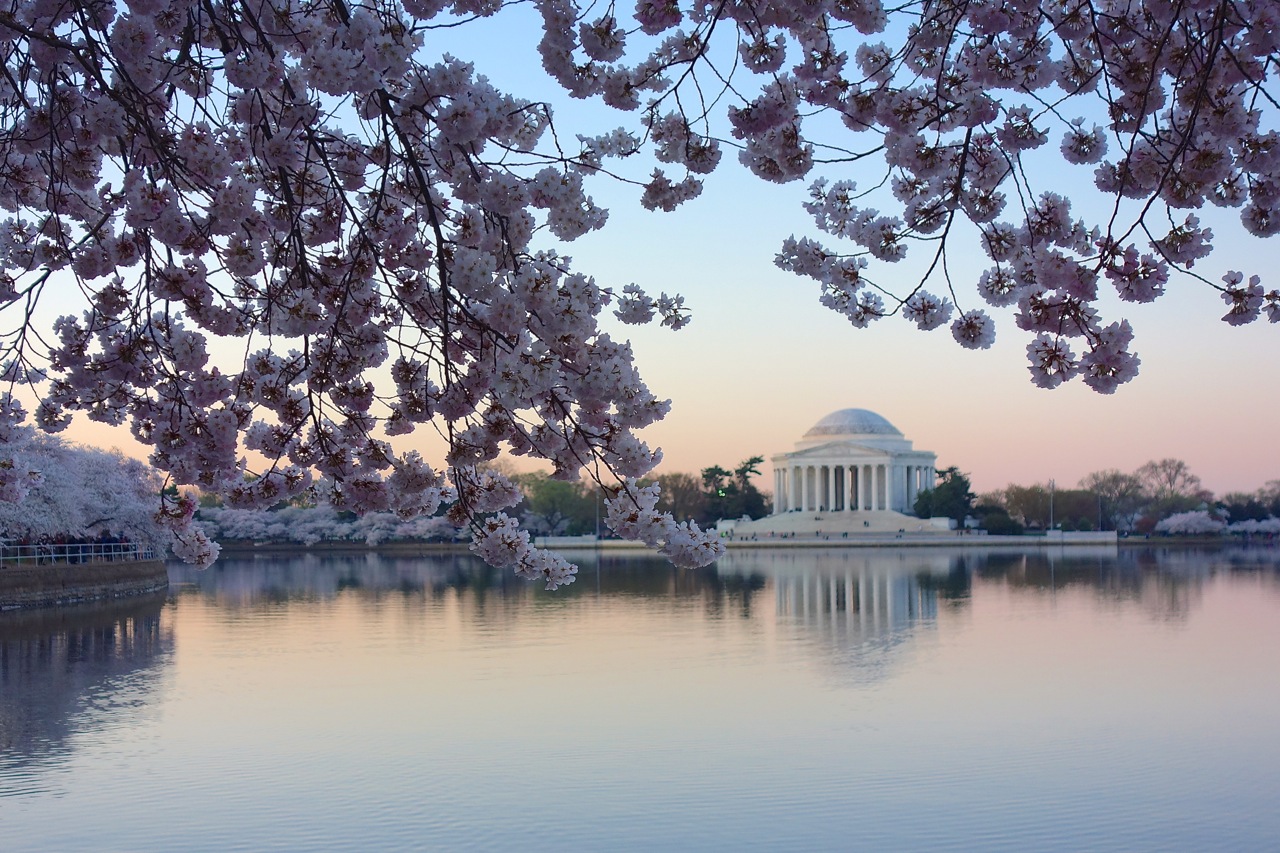 Álbum: o lindo espetáculo das cerejeiras em Washington