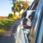 Viajar com pets: confira dicas para cuidar dos bichinhos