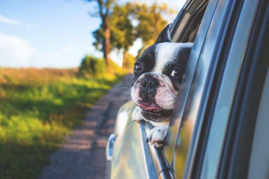 Viajar com pets: confira dicas para cuidar dos bichinhos