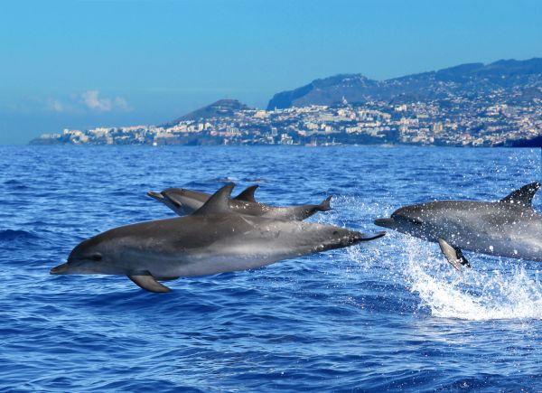 Passeio de barco com golfinhos | Divulgação 