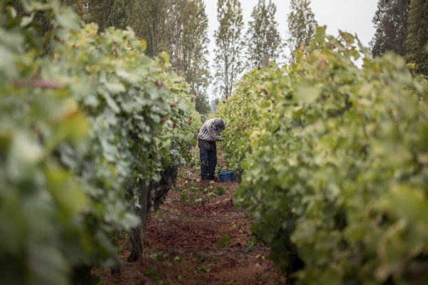 Colheita da uva no Chile | Divulgação 