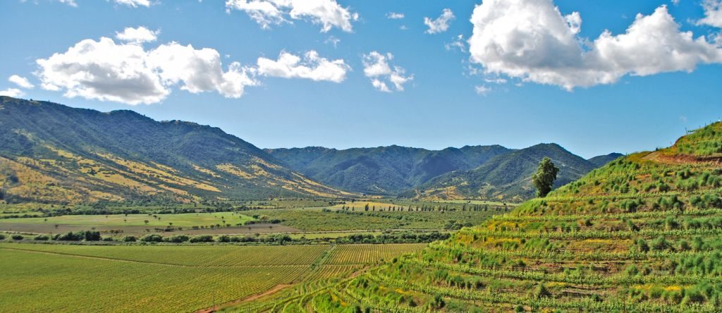 Longos campos de vegetação no Chile | Divulgação 