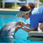 SeaWorld Orlando amplia visitas aos bastidores